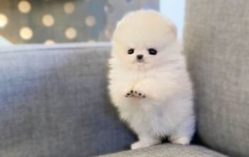 Prodaju se zdravi štenci pomeranca