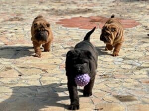 Shar pei – šar pej štenci