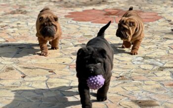 Shar pei – šar pej štenci