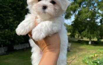 Prekrasni štenci maltezera.