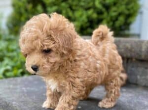 Preslatko štene Maltipoo.