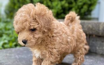 Preslatko štene Maltipoo.