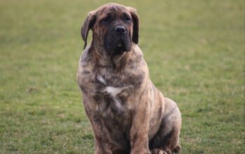 Presa Canario prelepi štenci