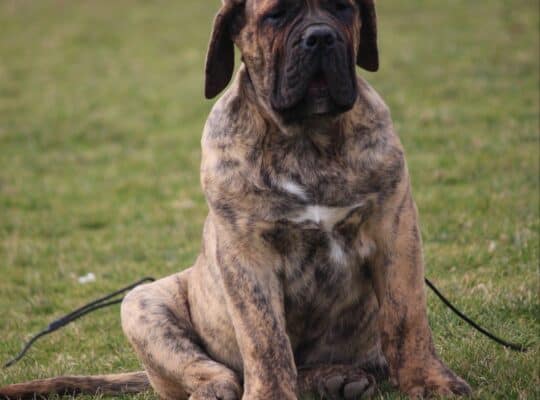 Presa Canario prelepi štenci