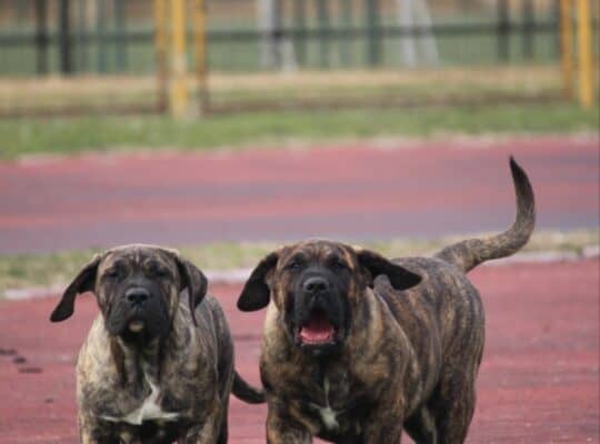 Presa Canario prelepi štenci