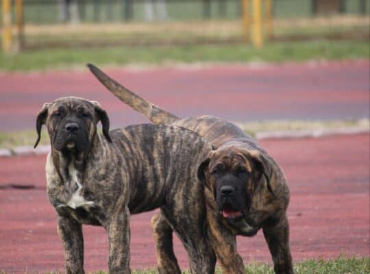 Presa Canario prelepi štenci