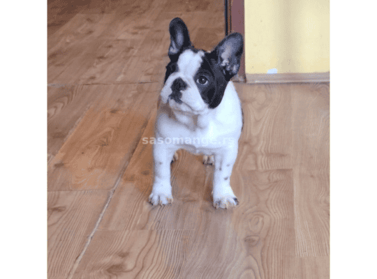 Francuski Buldog prelepi štenci