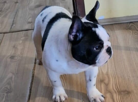 Francuski Buldog prelepi štenci