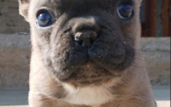 Francuski Buldog zenkica