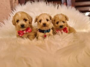Mini Maltipoo prelepi štenci