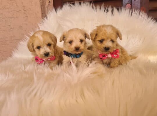 Mini Maltipoo prelepi štenci