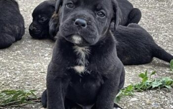 Cane Corso štenci