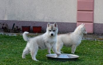 Sibirski haski štenci