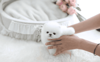 Prodaju se zdravi štenci pomeranca