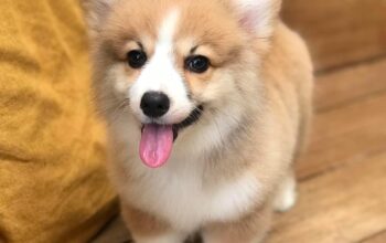 Preslatki Pembroke Welsh Corgi.