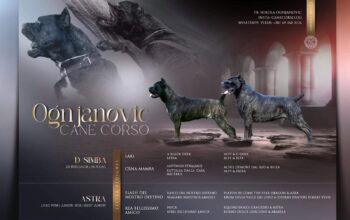 Cane Corso Kane Korso štenci