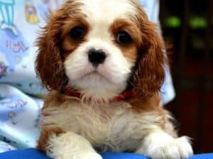 Cavalier King Charles španiel – blenheim i tricolo