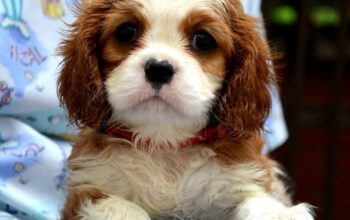 Cavalier King Charles španiel – blenheim i tricolo