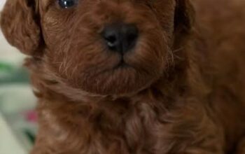 Pudla, štenci crvene boje