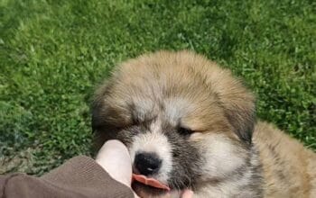 Japanska Akita štenci na prodaju