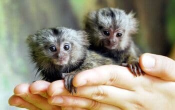 Prodaju se majmuni marmozeti stari 9 tjedana.,