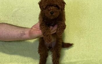 Štenci crvene toy pudle 