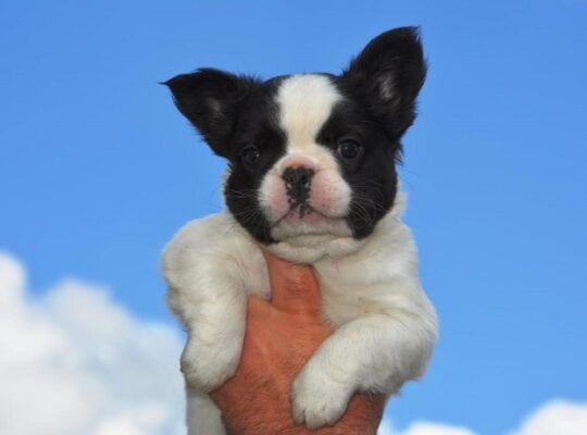 Francuski buldog fluffy