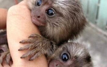 Prodajem bebe marmozeta majmuna.,