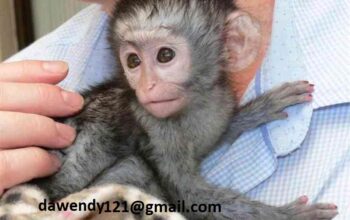 Prodajem bebe kapucin majmune stare 9 tjedana