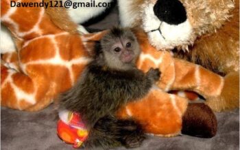 Prodajem socijalizirane bebe marmozet majmuna.,