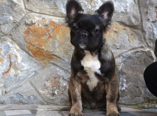 Francuski buldog fluffy
