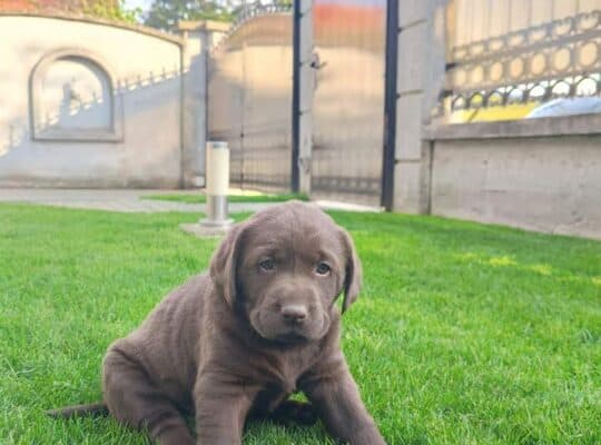 Labrador retriver