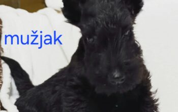 Škotski terijer štenci