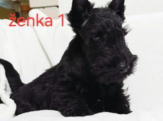 Škotski terijer štenci