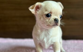 Chihuahua puppies