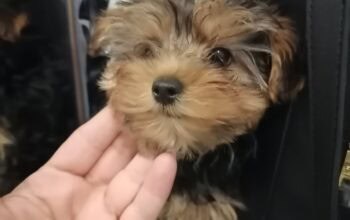 Mini jorki