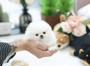 Prodaju se prekrasni štenci pomeranca