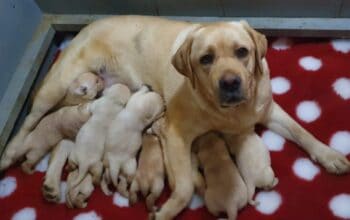 Labrador retriver štenci