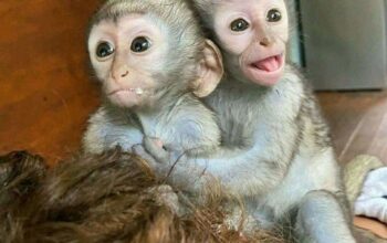 Prodajem blizance majmuna kapucina