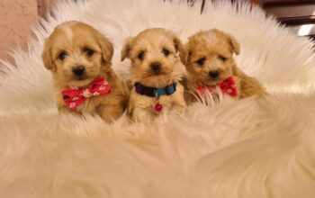 Mini Maltipoo prelepi štenci