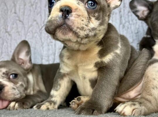 Francuski Buldog prelepi štenci