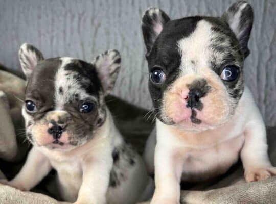 Francuski Buldog prelepi štenci