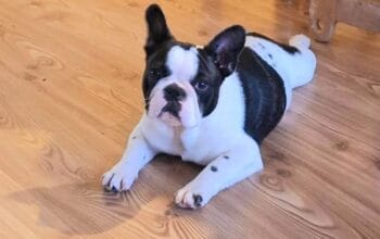 Francuski Buldog prelepo štene