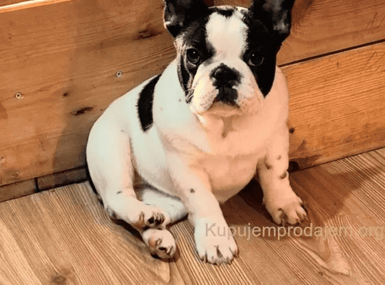 Francuski Buldog Prelepo štene