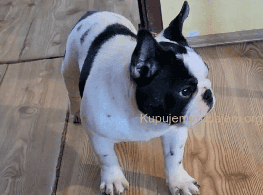 Francuski Buldog Prelepo štene