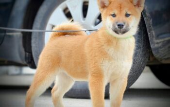 Shiba Inu štenci