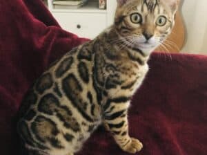 Bengalsko mače, Bengalska mačka, Bengalski macici