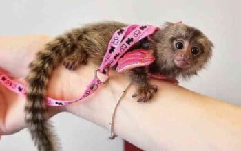 vesele prstaste bebe marmozet majmuna na prodaju.,