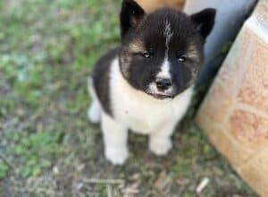 Američka akita