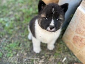 Američka akita